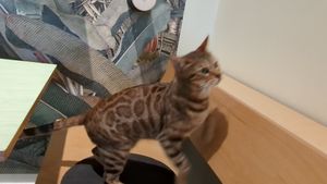  at Katzentempel - Bremen in Bremen