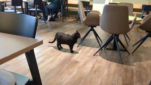  at Katzentempel - Bremen in Bremen