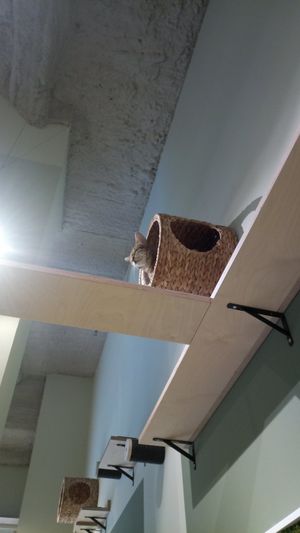  at Katzentempel - Bremen in Bremen