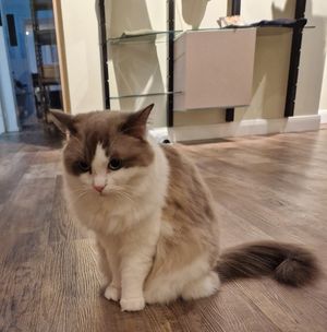  at Katzentempel - Bremen in Bremen