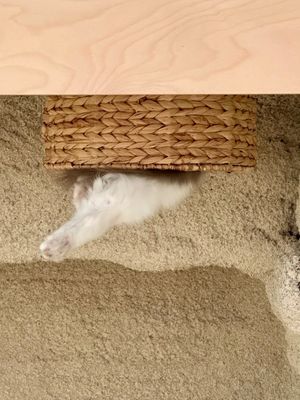 Blick nach oben at Katzentempel - Bremen in Bremen