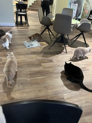   at Katzentempel - Bremen in Bremen