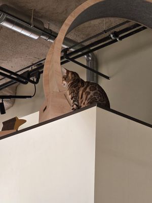  at Katzentempel - Bremen in Bremen