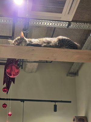  at Katzentempel - Bremen in Bremen