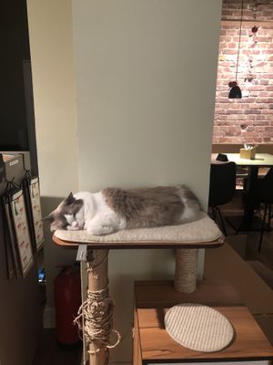   at Katzentempel - Bremen in Bremen