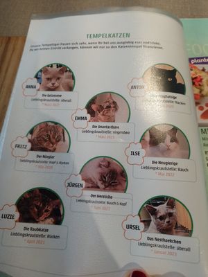 Die Katzen (Stand März 2025) at Katzentempel - Bremen in Bremen