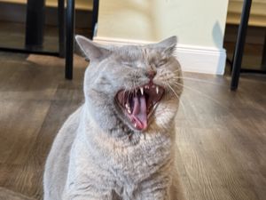 cat  at Katzentempel - Bremen in Bremen