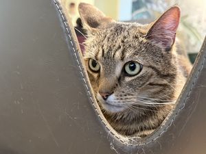 cat  at Katzentempel - Bremen in Bremen