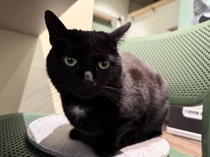 black cat  at Katzentempel - Bremen in Bremen