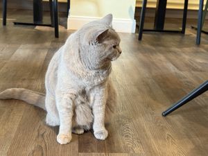 cat  at Katzentempel - Bremen in Bremen