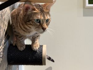 cat  at Katzentempel - Bremen in Bremen