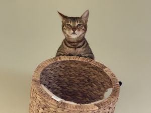 mischief ahead  at Katzentempel - Bremen in Bremen