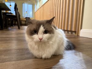 cat  at Katzentempel - Bremen in Bremen