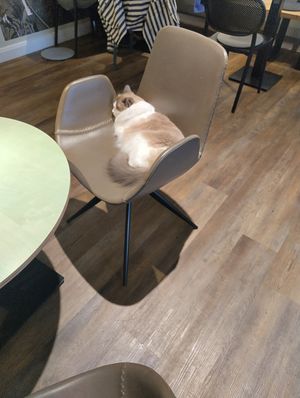 ❤️😸 at Katzentempel - Bremen in Bremen