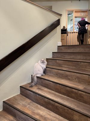   at Katzentempel - Bremen in Bremen