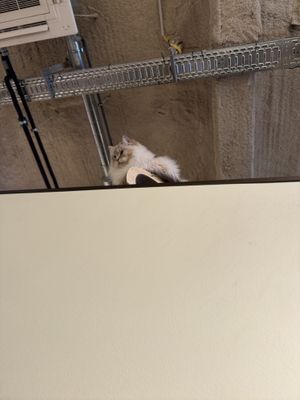   at Katzentempel - Bremen in Bremen