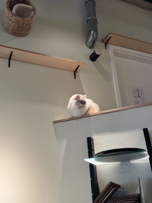   at Katzentempel - Bremen in Bremen