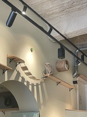   at Katzentempel - Bremen in Bremen