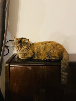  at Vila Castelul Maria in Banpotoc