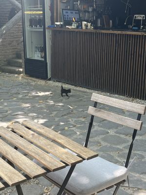 Cute kitten   at ChikChiki Cafe • ჭიკჭიკი კაფე in Sighnaghi