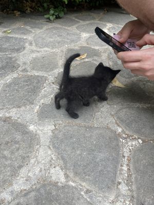   at ChikChiki Cafe • ჭიკჭიკი კაფე in Sighnaghi