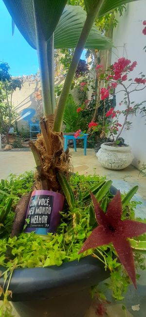  at Natureba Bistrô in Irece