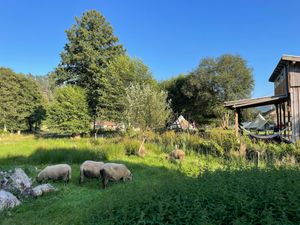 Sheep (of the neighbouring farm) in front of the site at Les Jardins de Biffontaine in Biffontaine
