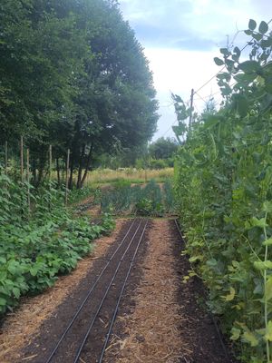 The garden at Les Jardins de Biffontaine in Biffontaine