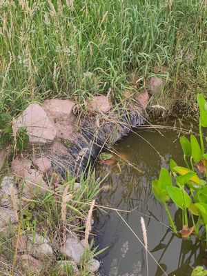 The frog 🐸 at Les Jardins de Biffontaine in Biffontaine