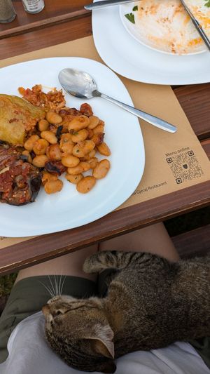 The friendliest cat at Villa Gjeçaj in Theth
