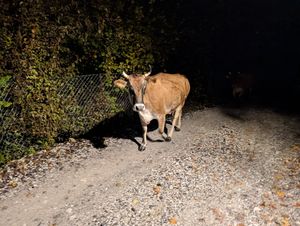 Met cows on the way down the road! at Villa Gjeçaj in Theth