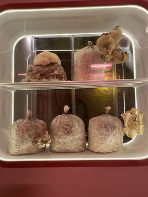 Interior de local   at Funga in Buenos Aires