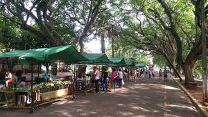 Feira orgânica ao ar livre at Zerão Organic Fair - Feira Orgânica do Zerão in Londrina