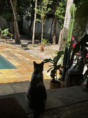   at Coelho Vegano in Tibau Do Sul