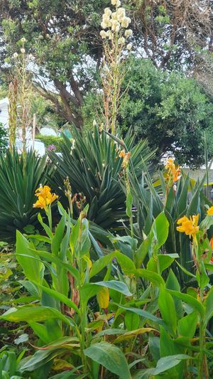 Top roof garden at Terra Fogo in Sao Miguel