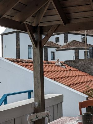 Local wildlife 😂 at Terra Fogo in Sao Miguel