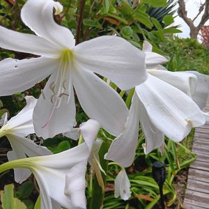  at Terra Fogo in Sao Miguel