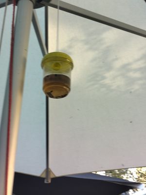  at Gambrinus in Bad Schandau