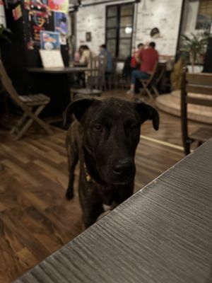   at Szabad Bisztró - Új Hely in Budapest