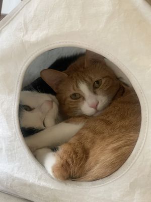 Lovely cats!   at Mokro Garden - 목로정원 in Seoul