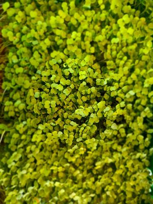  at little green kitchen - Kunibertsviertel in Cologne