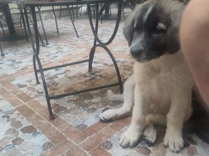 resident dog at Belli Siciliani Restaurant in Bucharest
