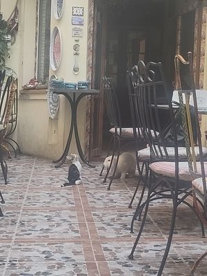 resident cat and bunny at Belli Siciliani Restaurant in Bucharest