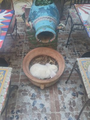 resident bunny at Belli Siciliani Restaurant in Bucharest