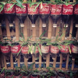 garden at Charlie and Lek Health Restaurant in Pai