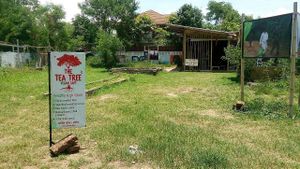 Outside Area Beautiful at The Tea Tree Cafe in Chiang Mai