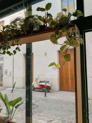 Peaceful views at Selva Coffee in Sevilla