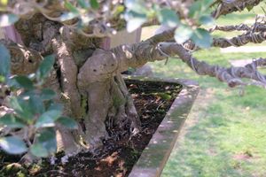 Japan style bonsai at CHIN YUAN - 勤園食堂 in Pingtung