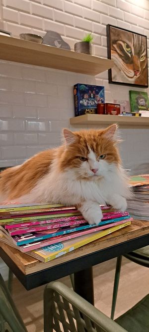  at Poescafé in Leuven