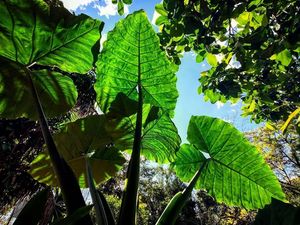 Natureza at The Yellow Deli in Londrina